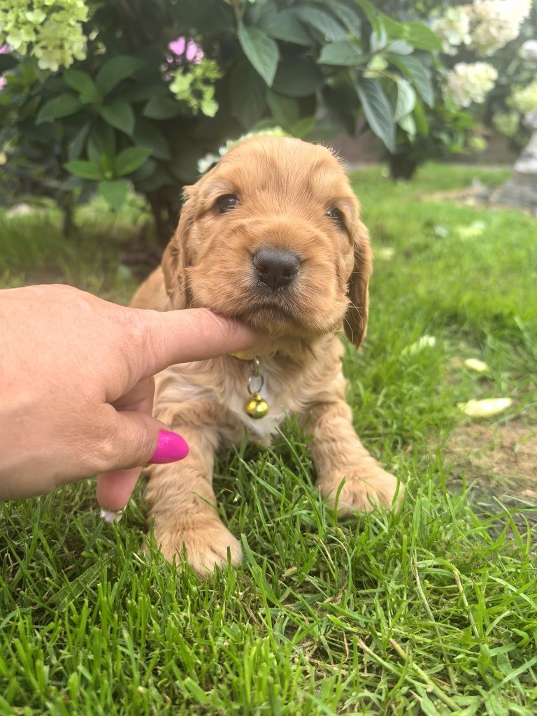 Śliczna suczka cocker spaniel