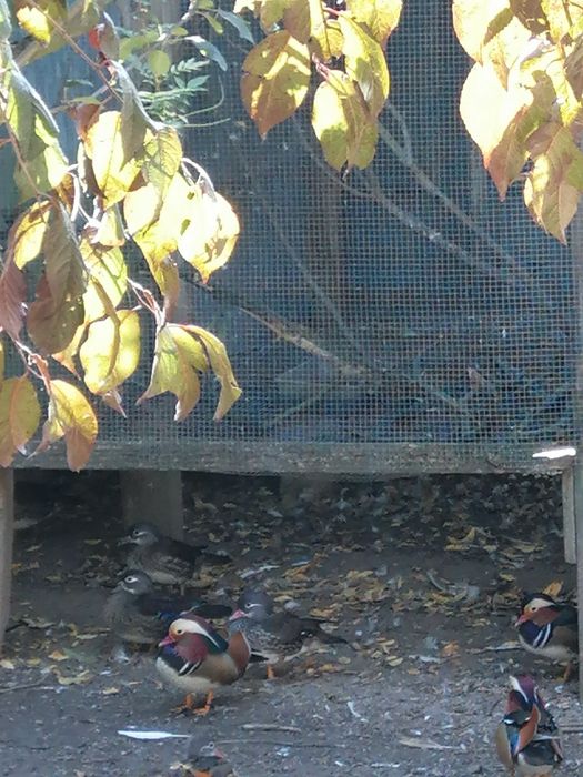 Patos Mandarim (casais adultos)