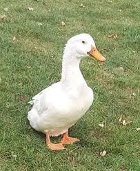 Kaczki rasy pekin