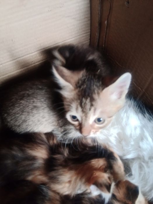 Одам котят в добрые руки