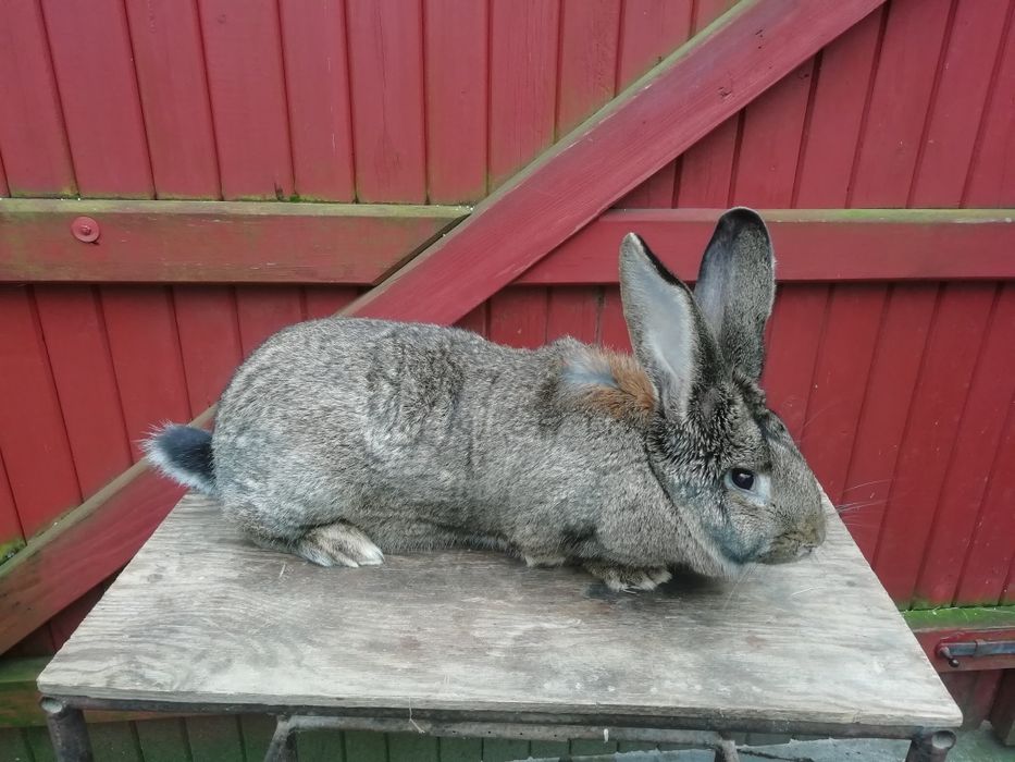 Króliki Belgijskie i srokacze