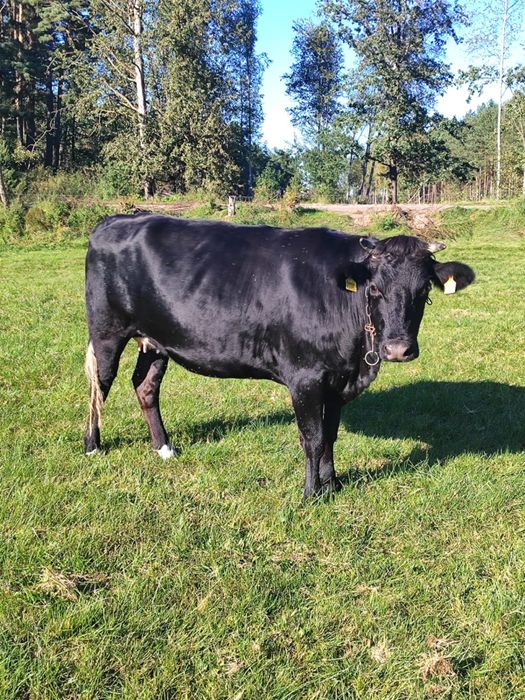 Jałówka wysokocielna