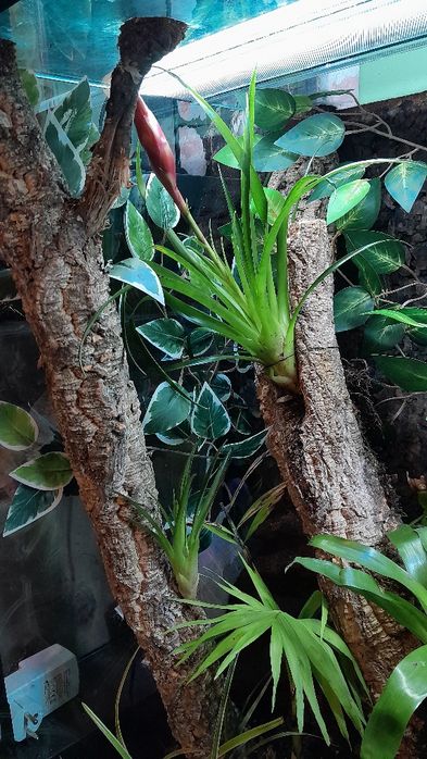 Terrarium 45x45x80 bioaktywne gekon uszaty orzęsiony