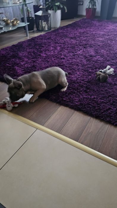 Piękny Buldog Francuski