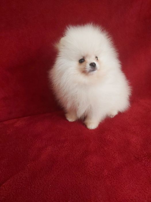 Бомбезні міні шпіцулі