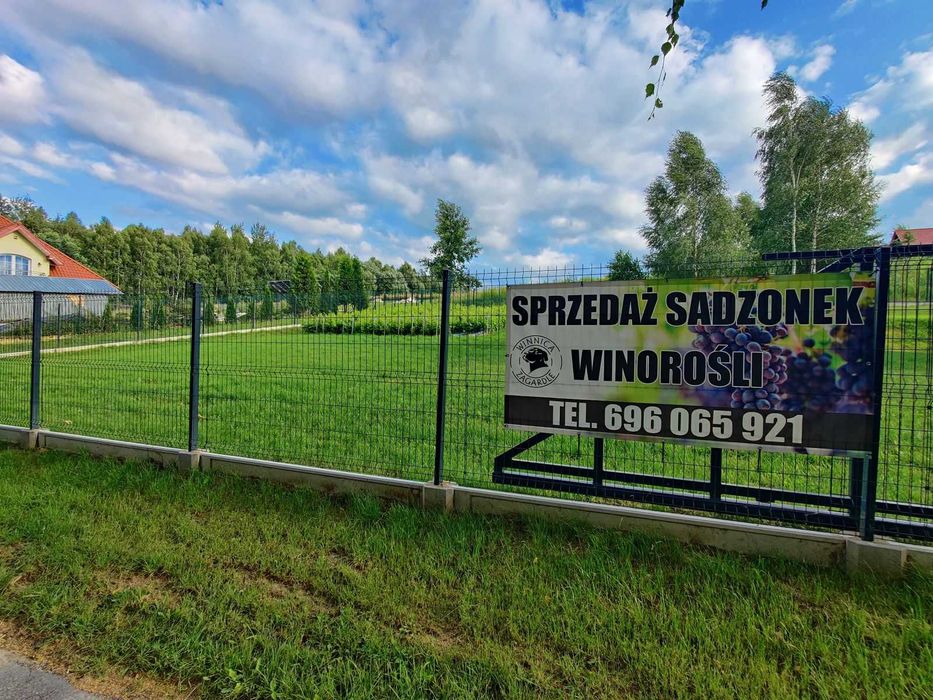 Sadzonki winorośli, Winogrona. Winorośl GATUNEK PIERWSZY