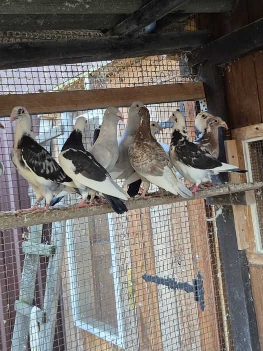 Gołebie Staropolskie