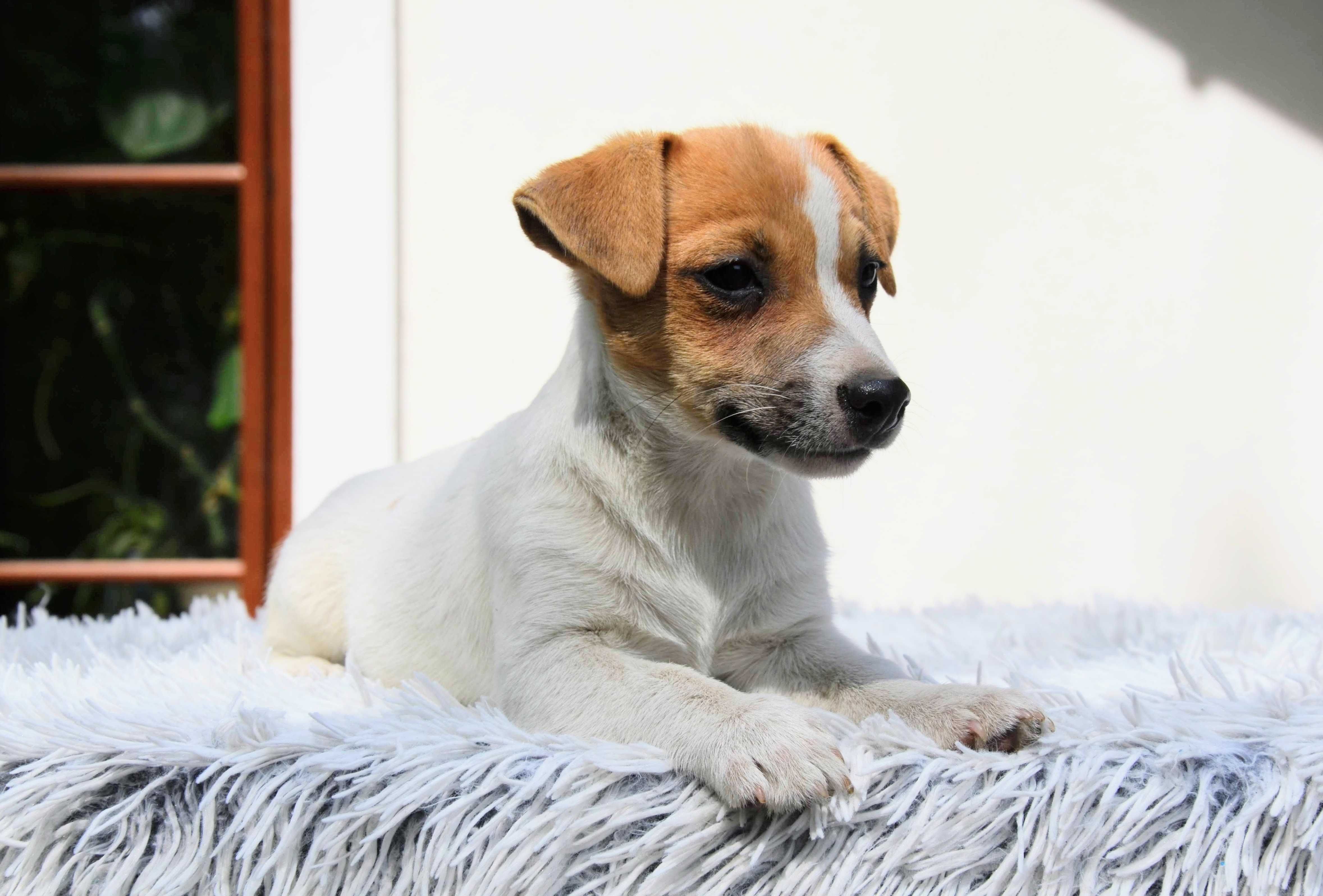 JACK RUSSELL TERRIER gładkowłosa suczka ZKwP/FCI do odbioru