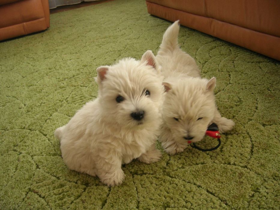 West Terrier bielutki piesek  już do odbioru.