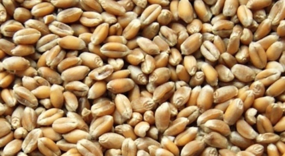 Sprzedam pszenicę, pszenżyto, owies