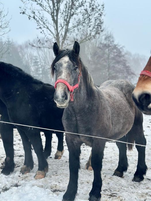 Wałach zminokrwisty