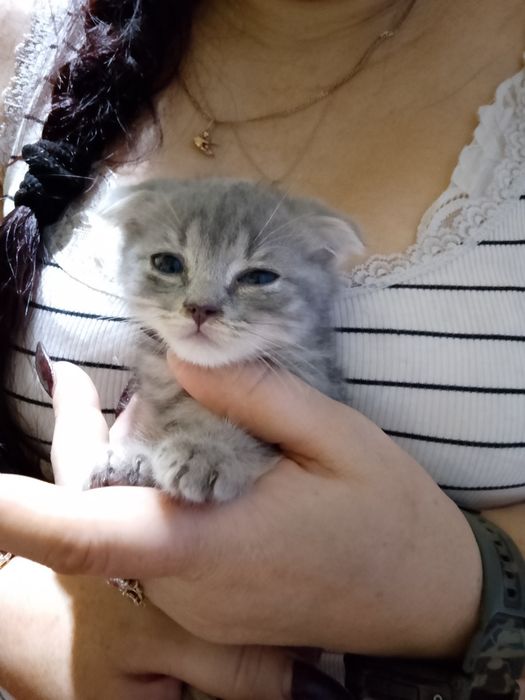 Британські коти.