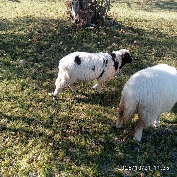 Продаю ягнята  гарно годовані вік три місяці пасуть