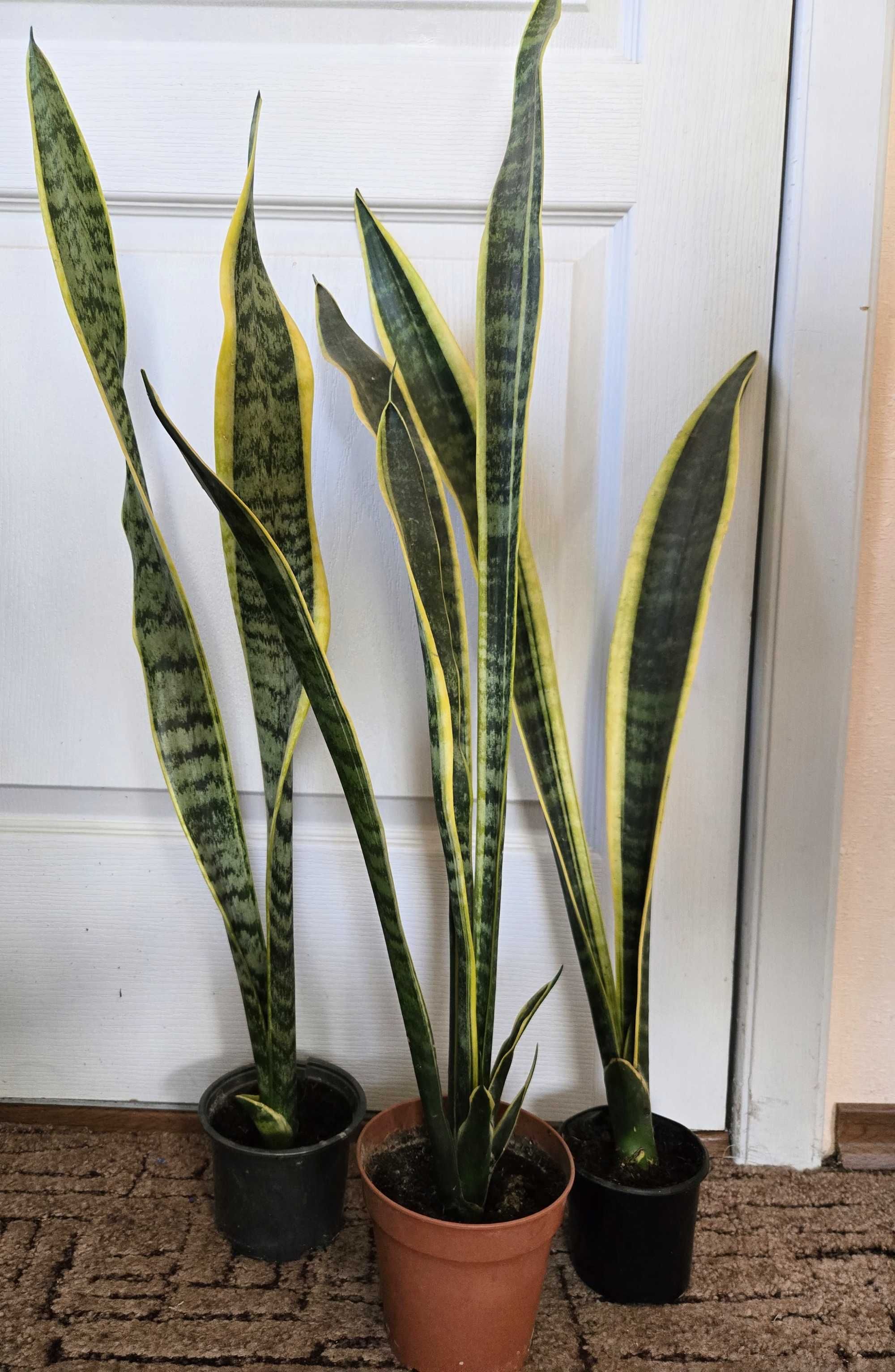 Сансевієрія 5 сортів (Сансев’єрія, Санса, Sansevieria)
