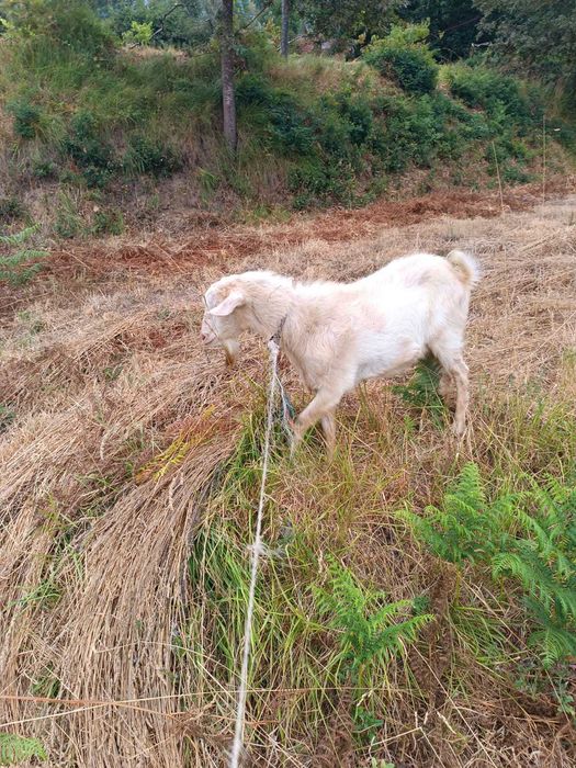 Chibo/Macho grande porte para cobrir