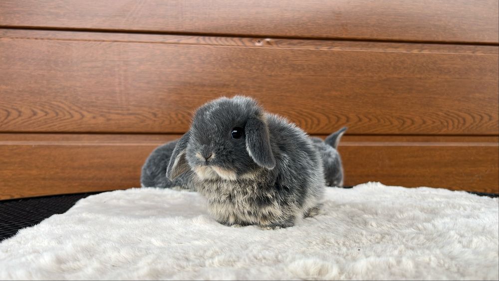 Karzełek Baranek/Mini Lop - Rodowód/Metryka Królik Króliki