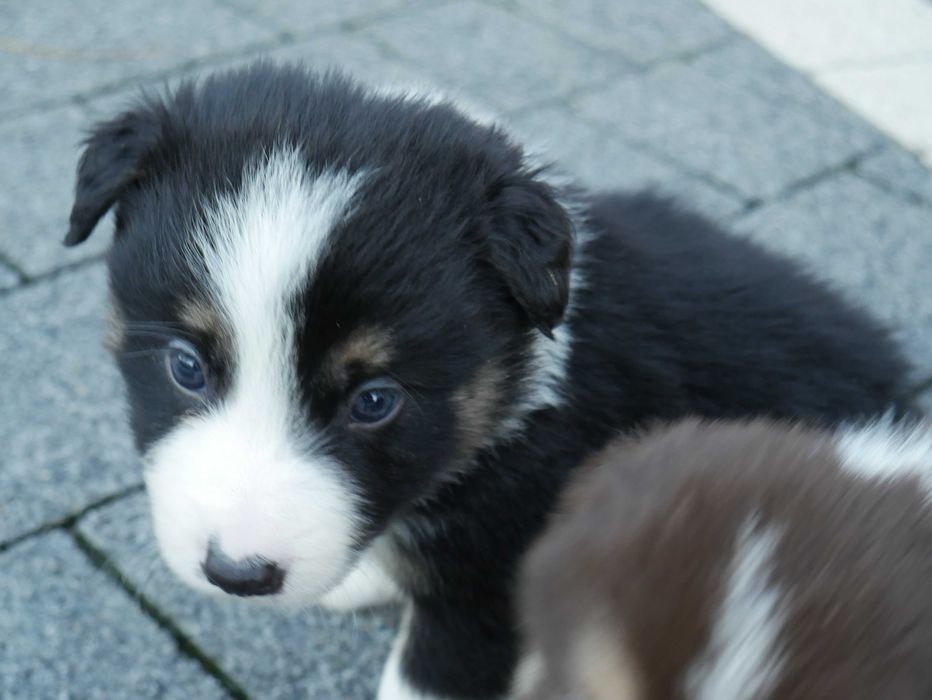 Border Collie chłopak