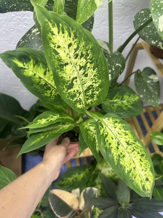 Кімнатні квіти Рослини