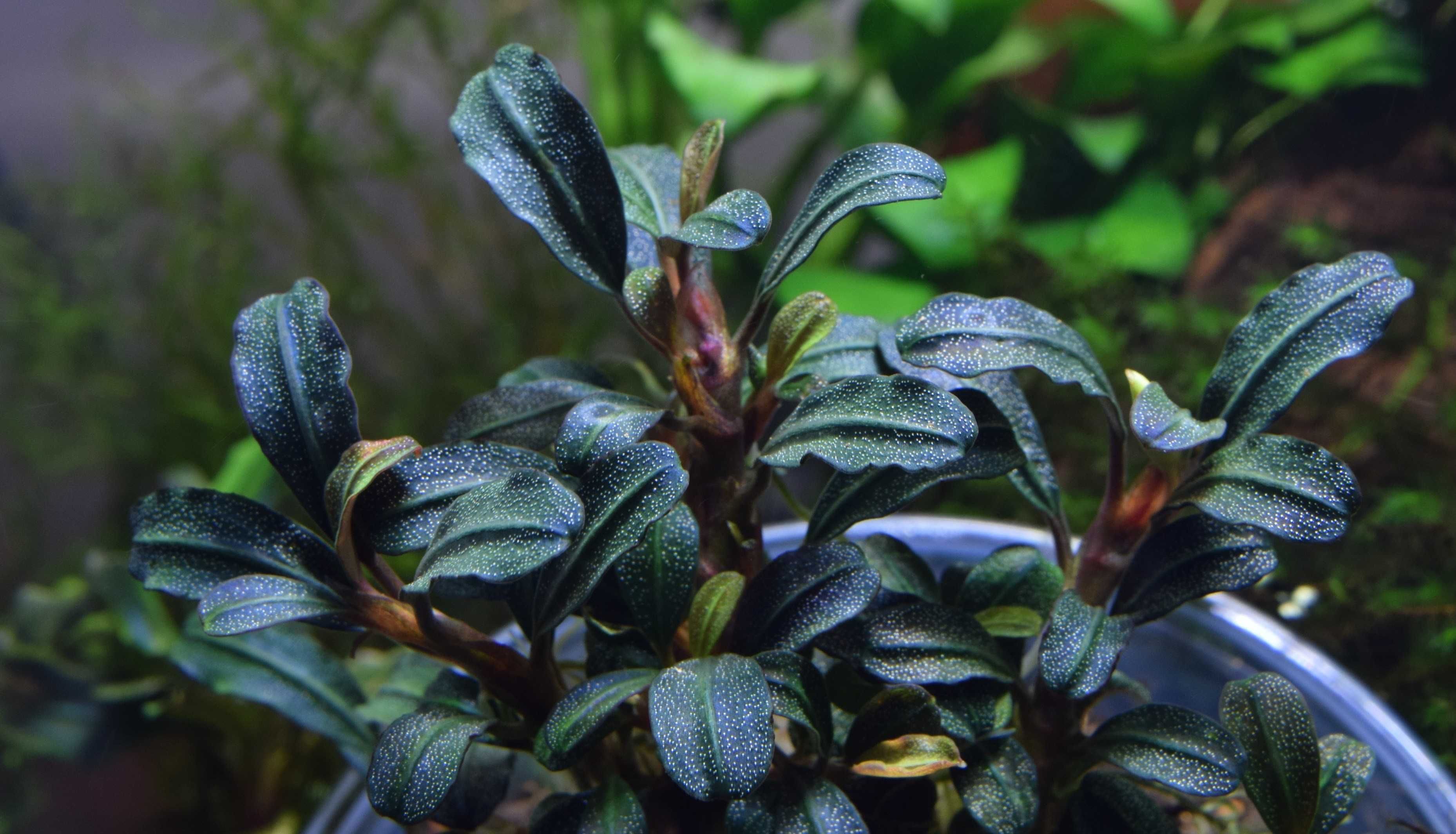 Bucephalandra forma podwodna 100%