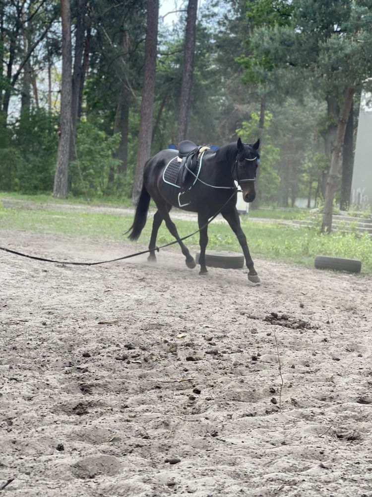 Лошадь,конь,жеребець,кобила,кінь,поні
