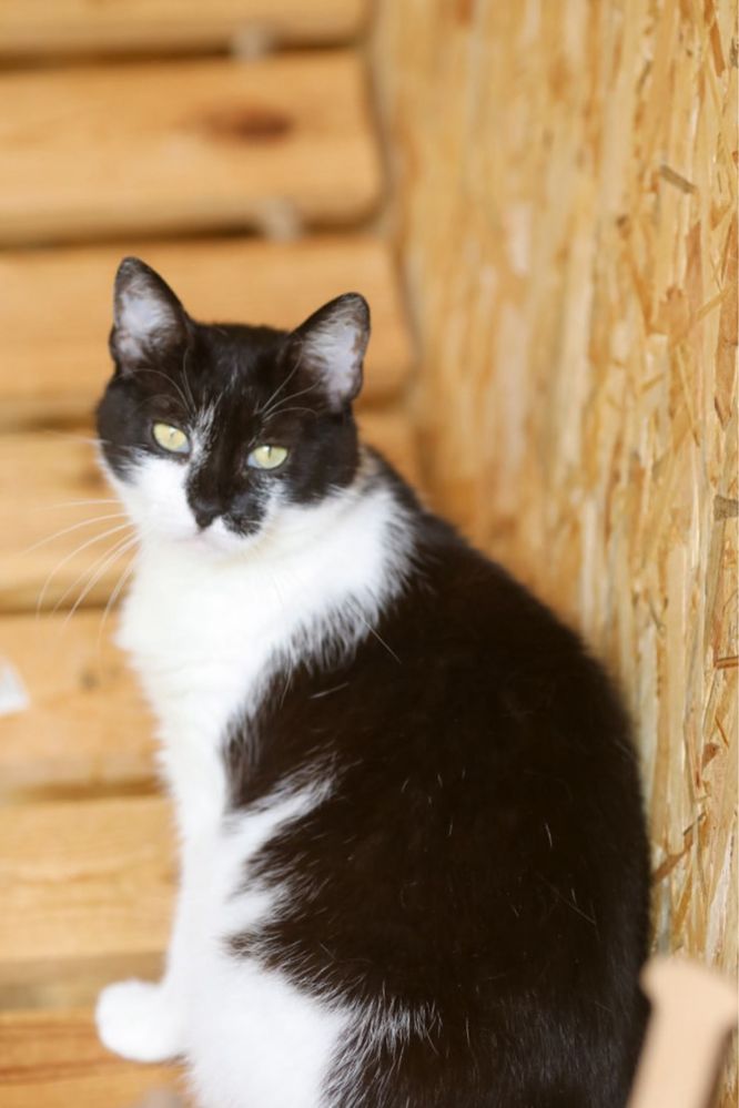 Альба, кошечка 2 года, кошка, великолепная