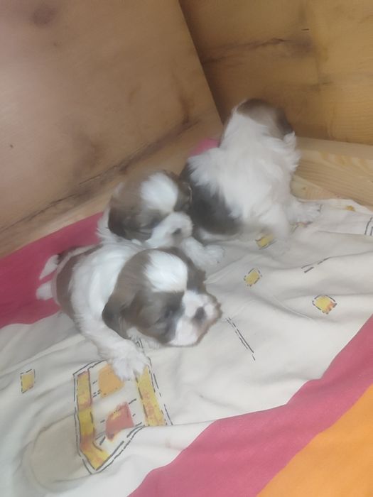 Shih tzu do rezerwacji