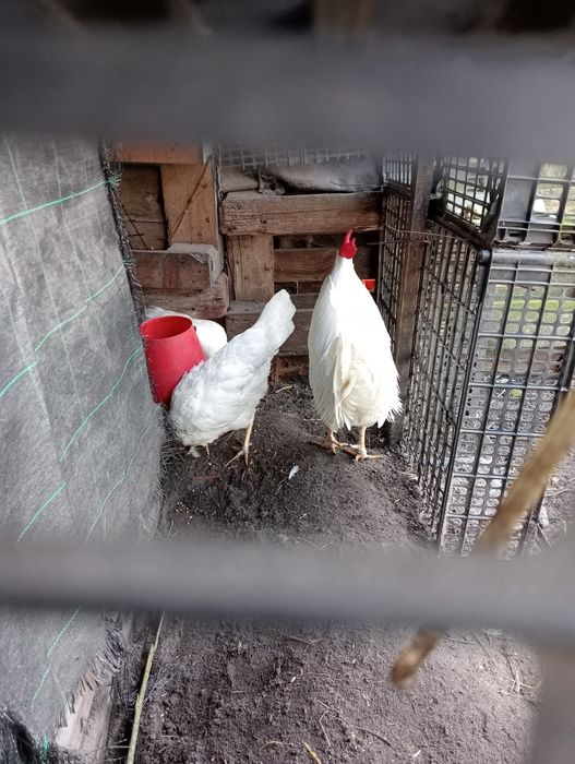 Vendo galo legorne 15 euros cada