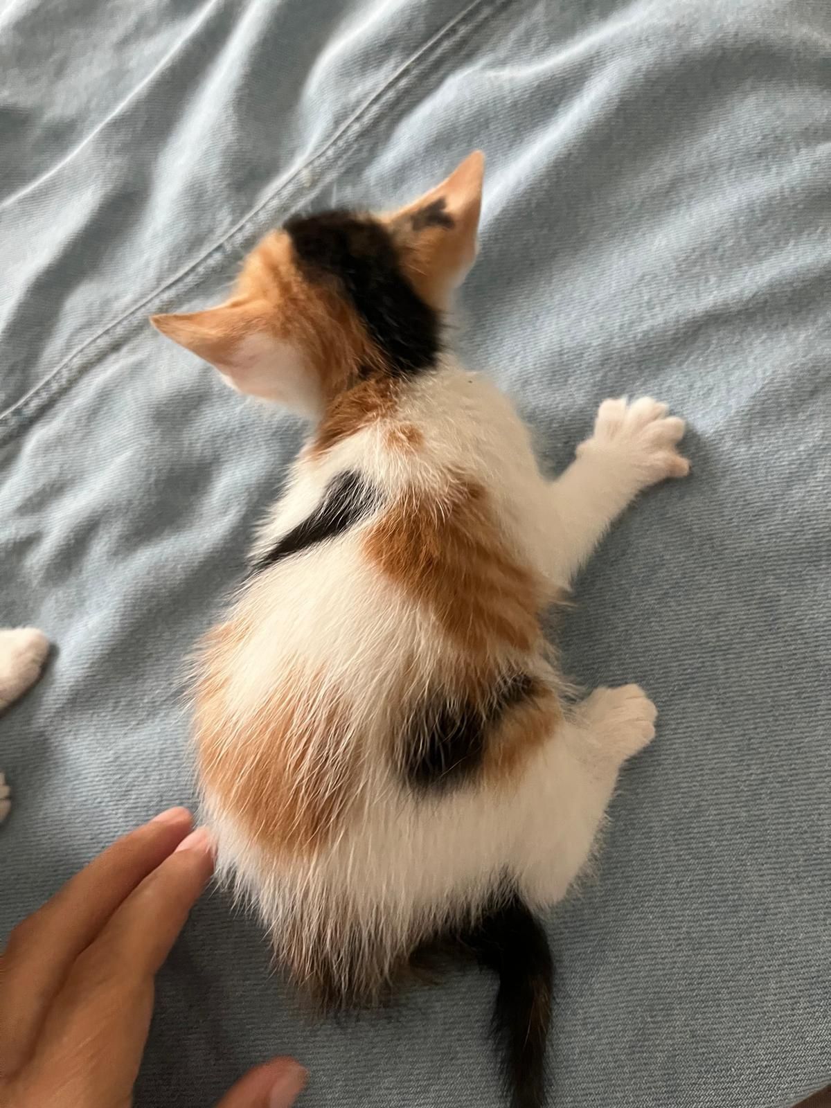 Gatos meigos para dar
