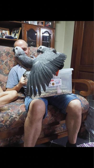 Papagaio Cauda Vermelha /Femea