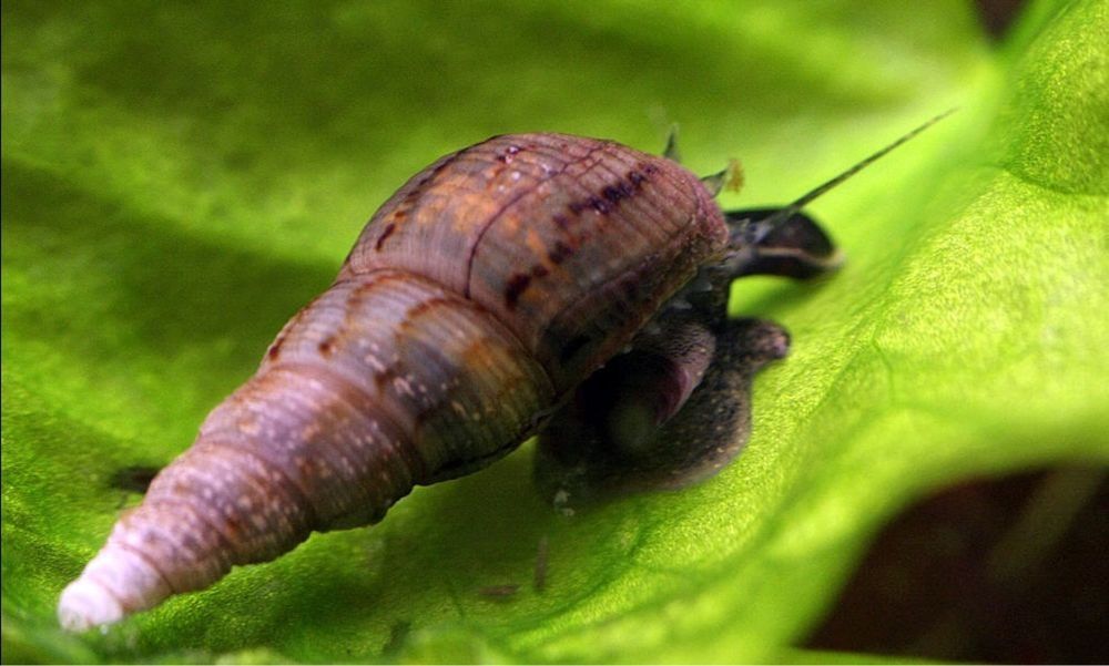 Caracóis água doce