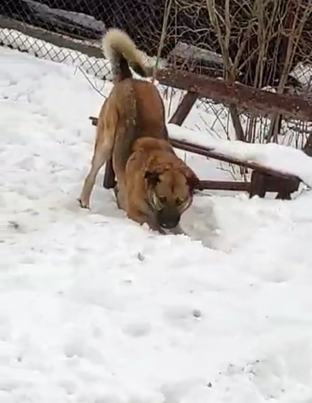 Oddam dużego psa w typie Kangal