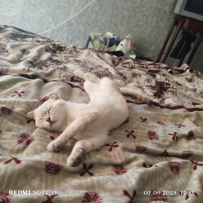 Отдам кошку в хорошие руки