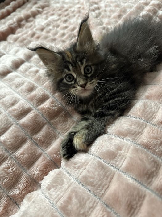 Кошеня мейн кун