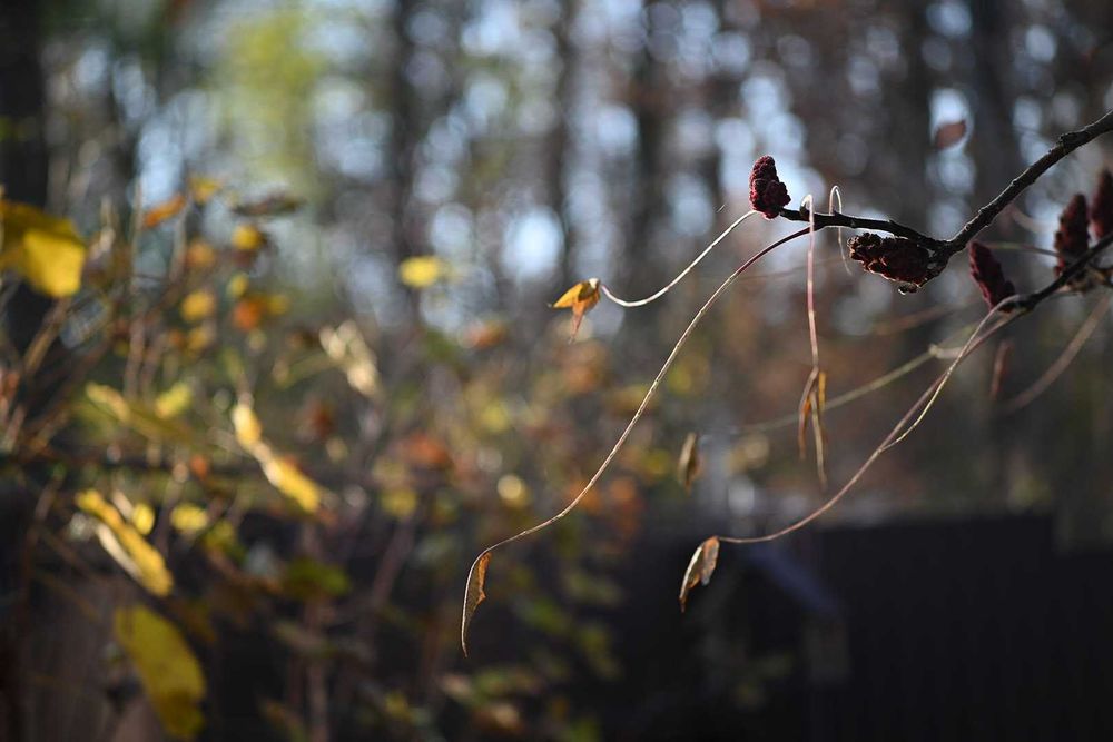 NIKKOR 105/2,5 Ai чудовий мануальний портретник від Nikon