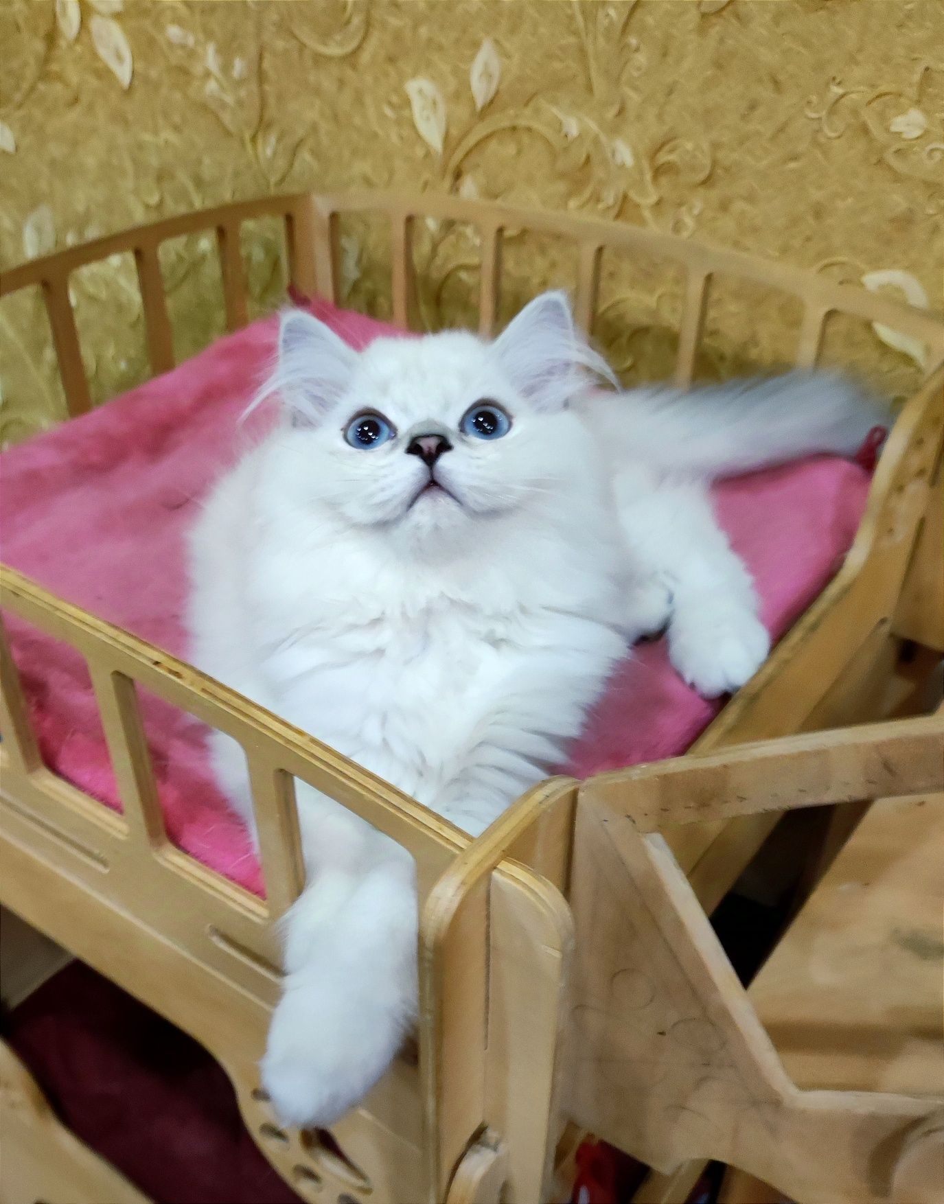 Клубный голубоглазый мальчик шиншиллка мальчик