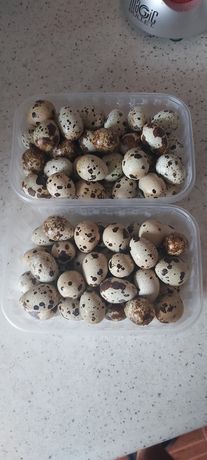 Продам перепелиные яйца
