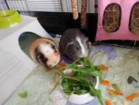 Oddam świnki morskie agouti i carsted