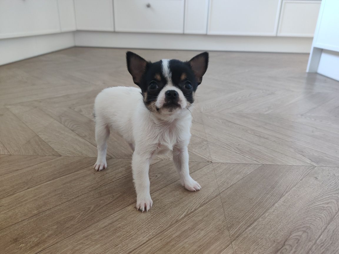 Chihuahua krótkowłosy piesek COCO