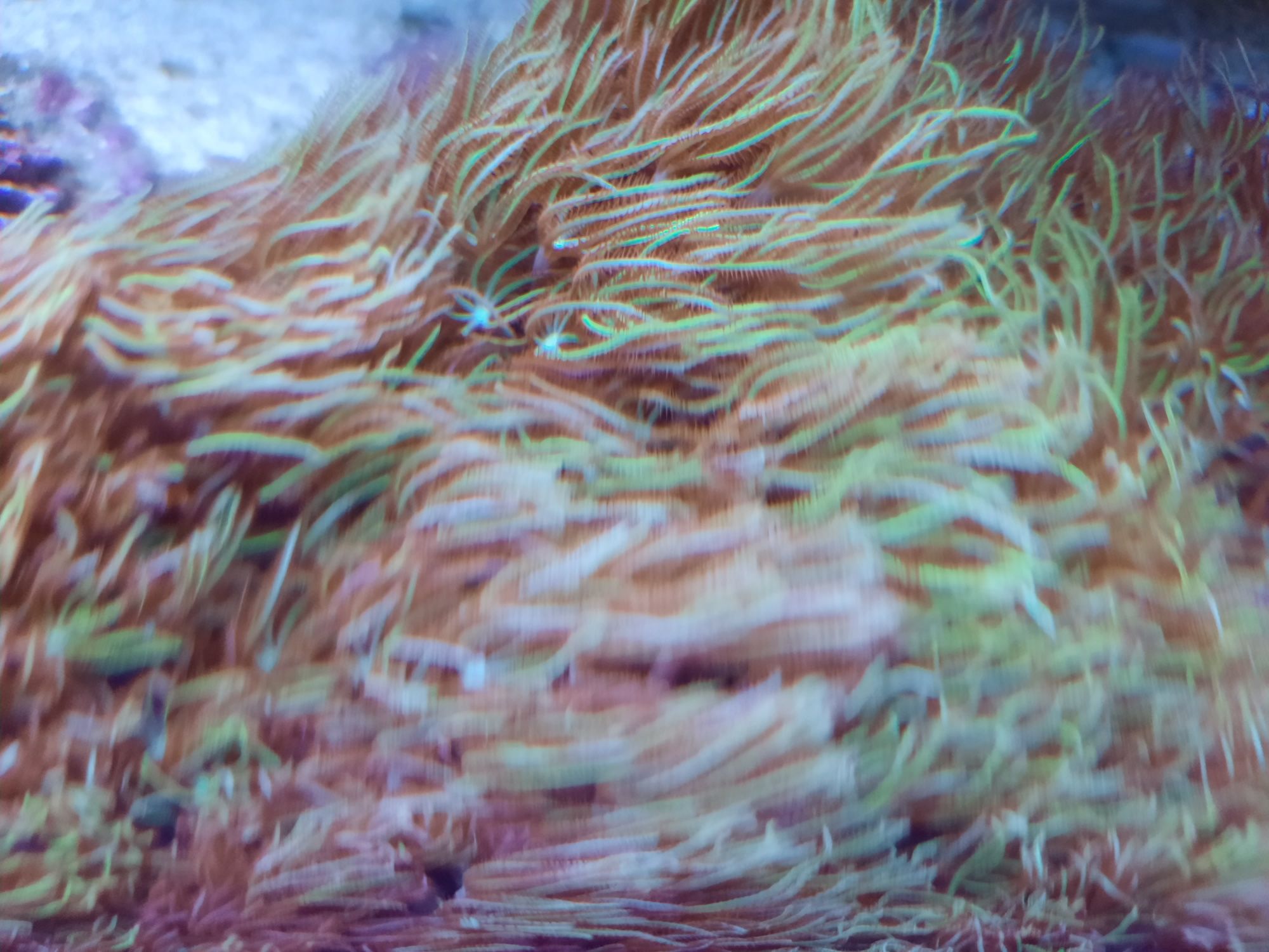 Zestaw koralowców  briarerum, anthelia, capnella