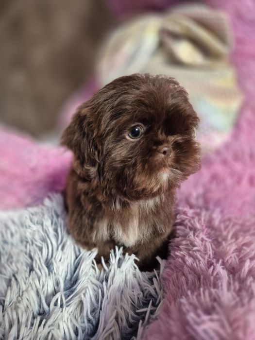 Przepiękna czekoladowa sunia Shih-Tzu gotowa do odbioru