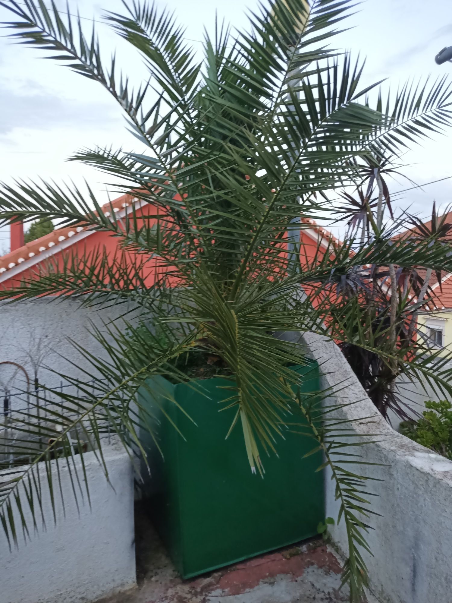 Plantas para jardim