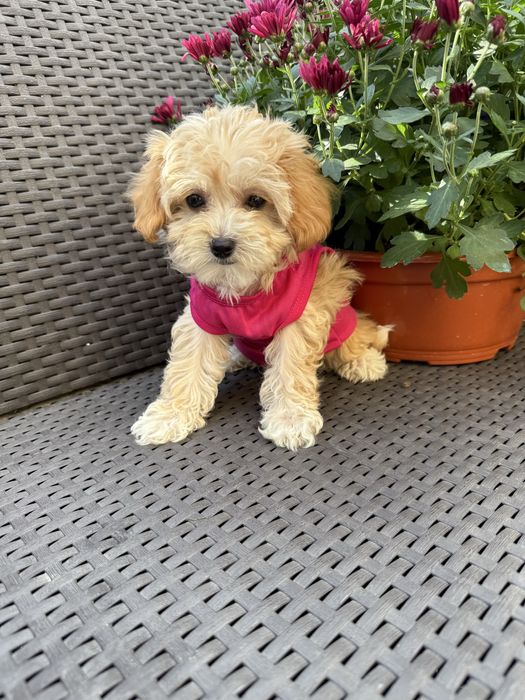 VIP мальтипу чіп паспорт