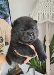Chow Chow  ZKwP / FCI piesek smoothie