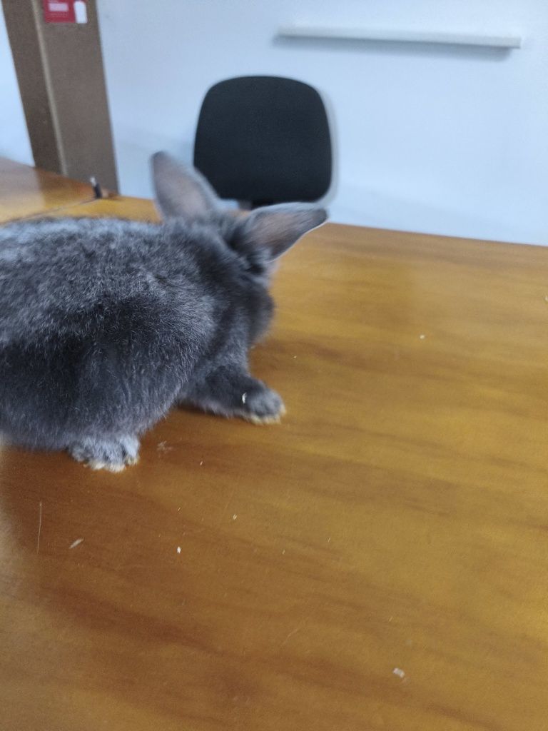 Coelhos anões lindos