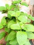 Mudas de boldo, planta natural