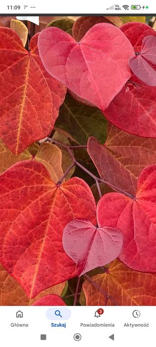 Judaszowiec hearts a fire 180-200