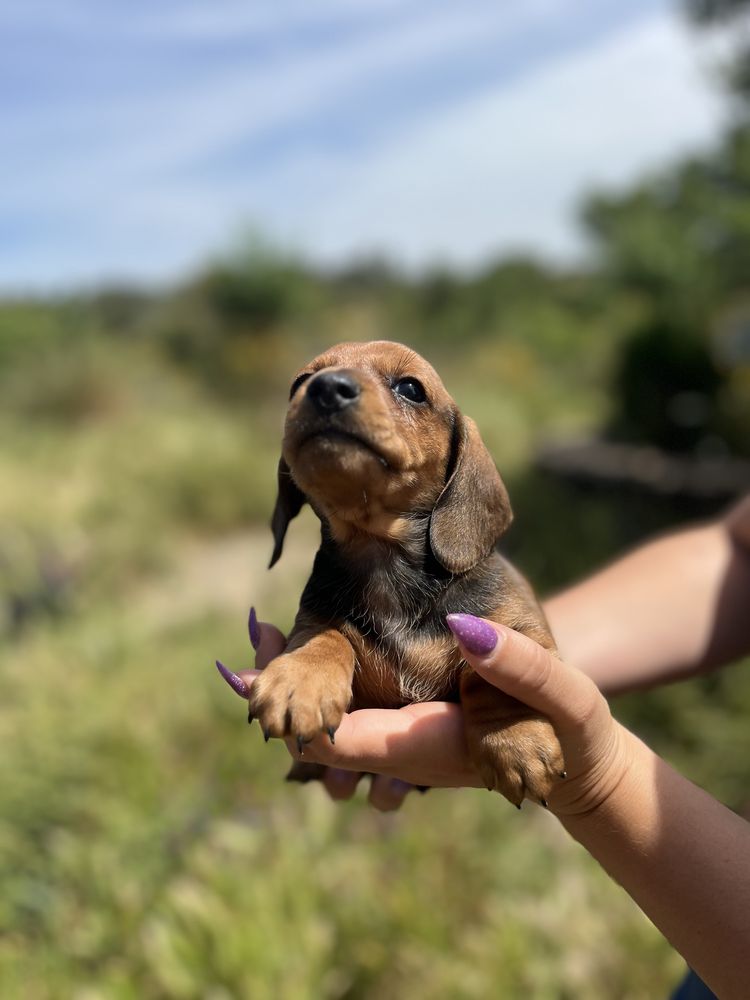 Teckel muito lindo