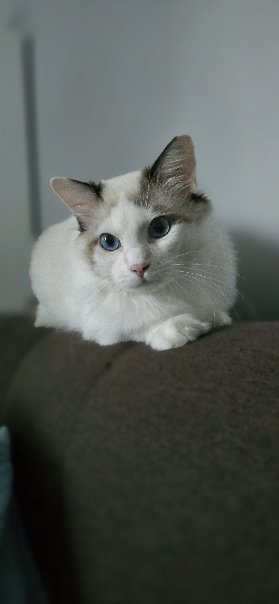 PILNIE!!!10 miesieczny ragdoll