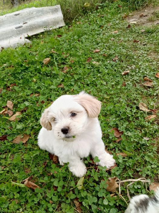 Продам маленькі собачки