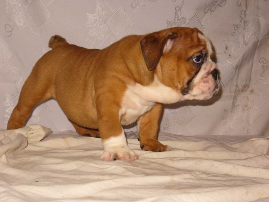 Buldog angielski rudo-białe suczka